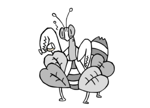 ハナカマキリ（ゲヴュルツトラミネール）